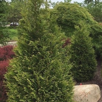 Thuja plicata - 'Northern Spire' Western Red Cedar