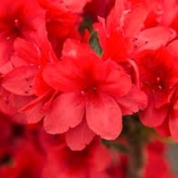 Rhododendron Girard hybrid - 'Girard's Crimson' Azalea