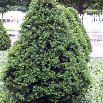 Taxus cuspidata - 'Capitata' Japanese Yew