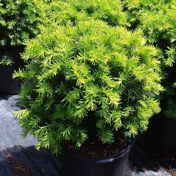 Taxus x media - 'Brownii' Spreading Yew