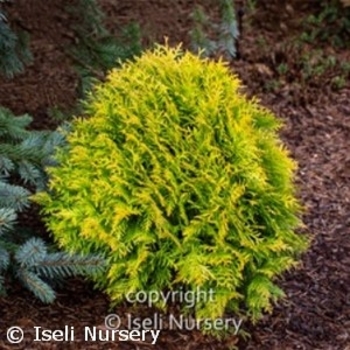 Thuja occidentalis - 'Autumn Moon' Arborvitae