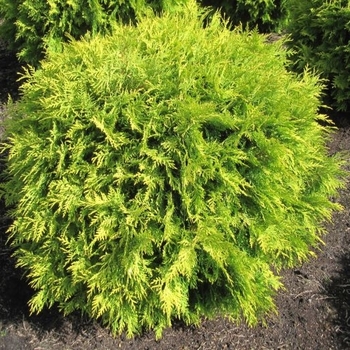 Thuja occidentalis - 'Golden Globe (Aurea)' Arborvitae