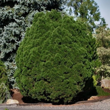 Pinus mugo - 'Big Tuna' Mugo Pine