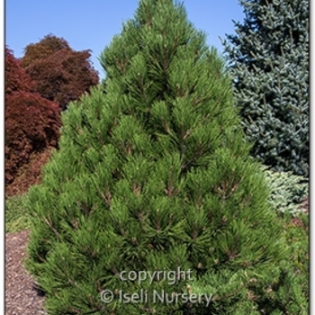 Pinus heldreichii (leucodermis) - 'Mint Truffle' Bosnian Pine
