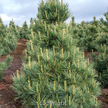 Pinus cembra '‘Westerstede’' - Westerstede Swiss Stone Pine