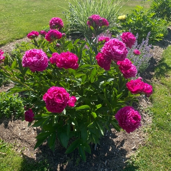 Paeonia lactiflora - 'Karl Rosenfeld' Peony