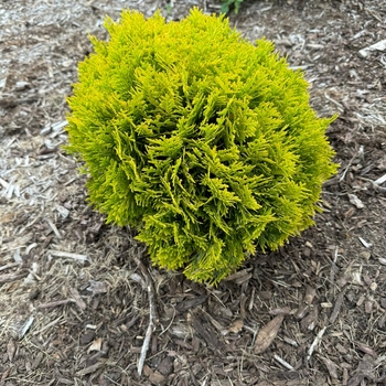 Thuja occidentalis (Arborvitae) - 'Anna's Magic Ball&reg;'