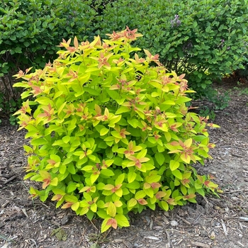 Spiraea (Spirea) - Double Play ''Big Bang®''
