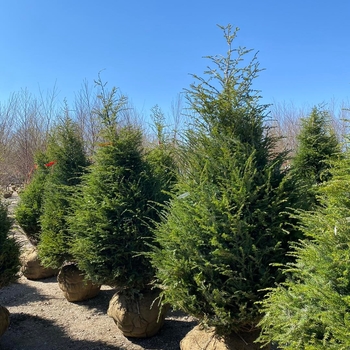Tsuga canadensis - Canadian Hemlock