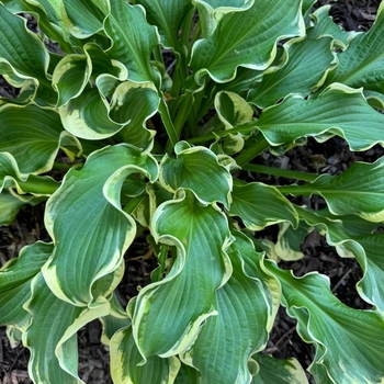 Hosta (Hosta, Plantain Lily) - Shadowland® 'Wheee!'