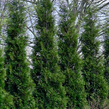 Thuja occidentalis - 'American Pillar' Arborvitae