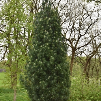 Pinus strobus - 'Stowe Pillar' Eastern White Pine