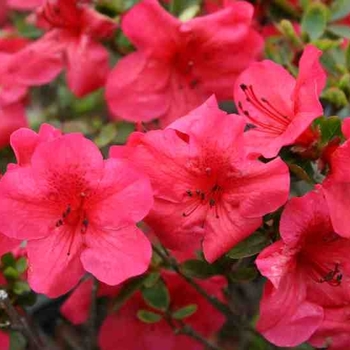 Rhododendron Kurume hybrid - 'Hershey's Red' Azalea