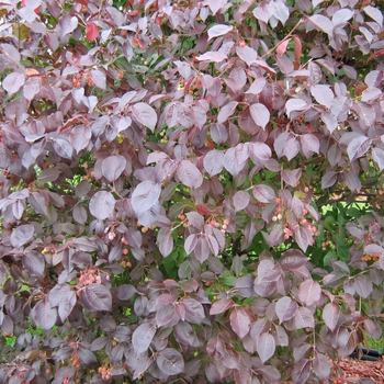 Viburnum prunifolium 'McKRouge' - Forest Rouge™ Blackhaw Viburnum Tree