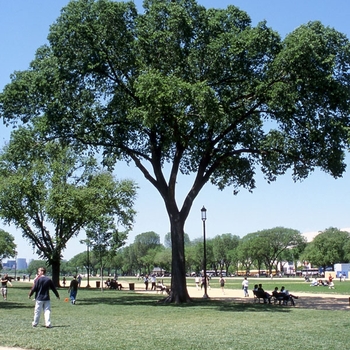 Ulmus americana - 'Jefferson' American Elm