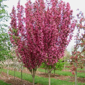 Malus - 'Rejoice™' Crabapple