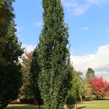 Quercus robur x alba - 'Skinny Genes&reg;' Oak