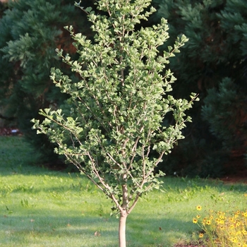 Ginkgo biloba - Goldspire&trade;