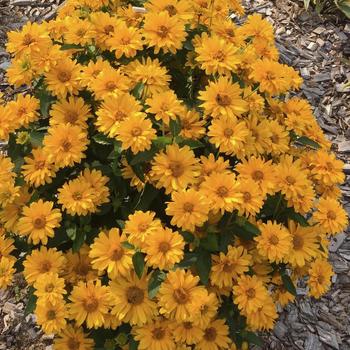 Heliopsis helianthoides - Athena Gold&trade; False Sunflower