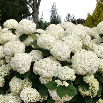 Hydrangea arborescens - Incredball Storm Proof™ 