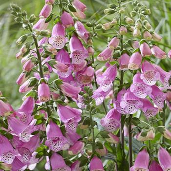 Digitalis - 'Pink Panther' Foxglove