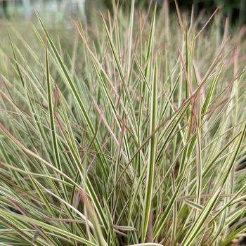 Schizachyrium scoparium - 'Chameleon' Little Bluestem Grass