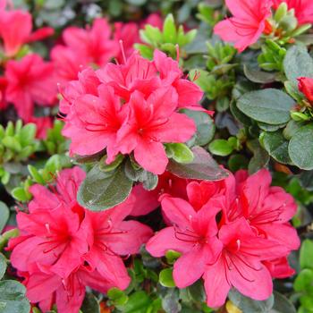 Rhododendron Kurume Hybrid - 'Hino Crimson' Evergreen Azalea