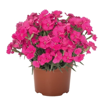 Dianthus ''Mad Magenta'' - Mad Magenta