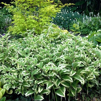 Polygonatum multiflorum - 'Variegatum' Solomon's Seal