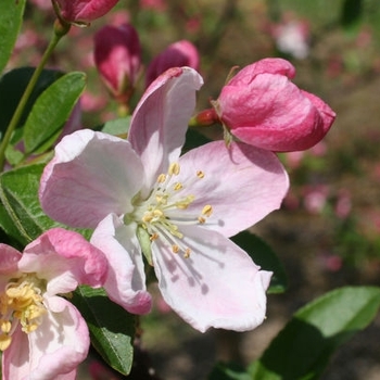 Malus - 'Pink Sparkles' Crabapple