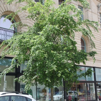 Ulmus - 'Frontier' Elm