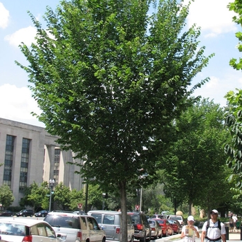 Ulmus americana - 'Princeton' American Elm
