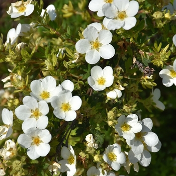 Potentilla fruticosa - 'McKay's White'