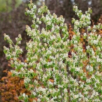 Amelanchier alnifolia - 'Standing Ovation™' Serviceberry