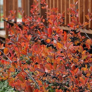 Aronia melanocarpa - 'Autumn Magic' Black Chokeberry