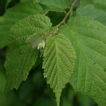 Corylus americana - American Hazelnut