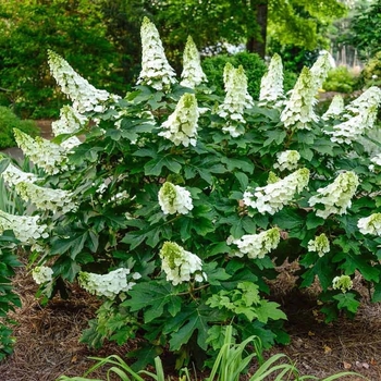 Hydrangea quercifolia - 'Sike's Dwarf' Oakleaf Hydrangea