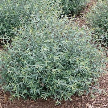 Salix purpurea - 'Nana' Dwarf Arctic Willow