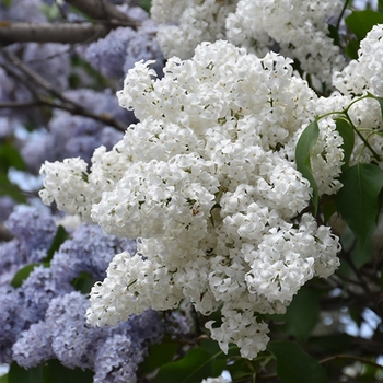 Syringa vulgaris alba - Common White Lilac