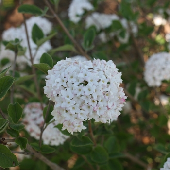 Viburnum carlesii - 'Spice Baby™' Koreanspice Viburnum