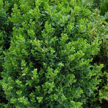 Buxus - 'Green Mountain' Boxwood