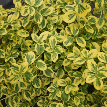 Euonymus fortunei - ''Gold Splash®'' Wintercreeper