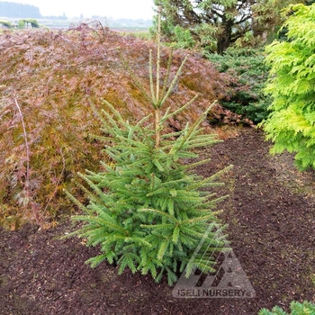Picea abies ''Noel'' - Royal Splendor ® Norway Spruce