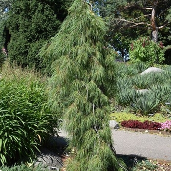 Pinus strobus - 'Angel Falls' Eastern White Pine