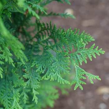 Thuja occidentalis - 'Dark Green' Arborvitae