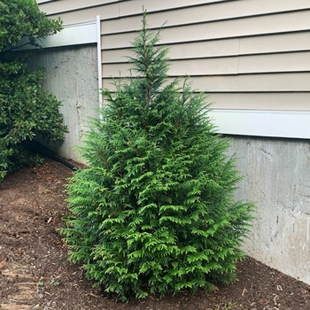 Thuja plicata x slandishii - 'Leprechaun' Arborvitae