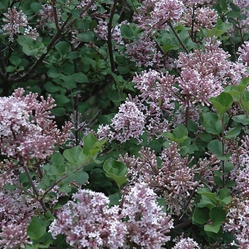 Syringa meyeri - 'Palibin' Dwarf Korean Lilac