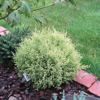 Chamaecyparis pisifera - 'Cream Ball' Falsecypress