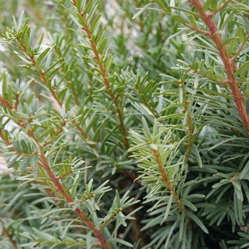 Taxus x media - 'Densiformis' Yew