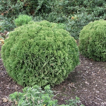 Thuja occidentalis - 'Danica' Arborvitae